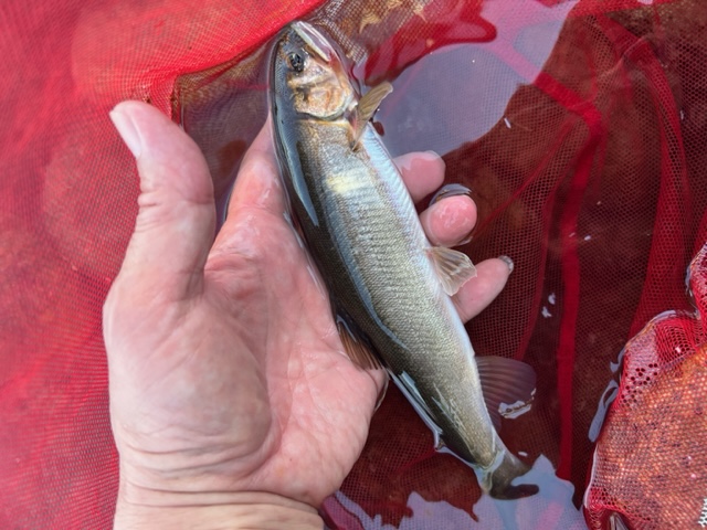 長良川落ちアユ