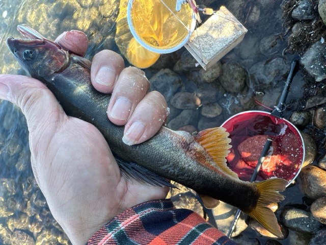 長良川落ちアユ