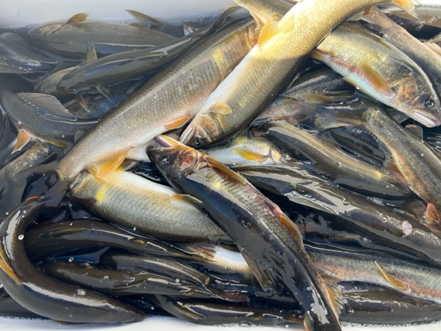 長良川落ちアユ