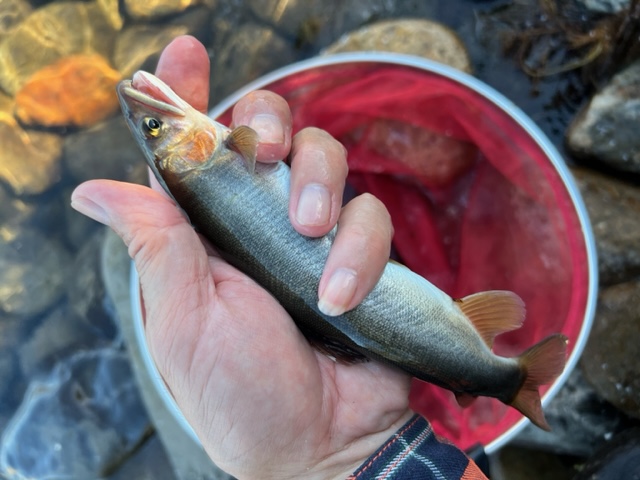 長良川落ちアユ