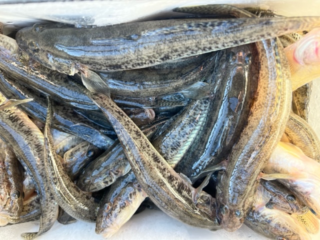 大阪のド真ん中アーバンフィッシング鯊