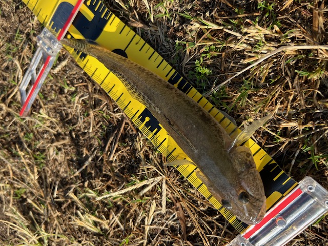 大阪のド真ん中アーバンフィッシング鯊