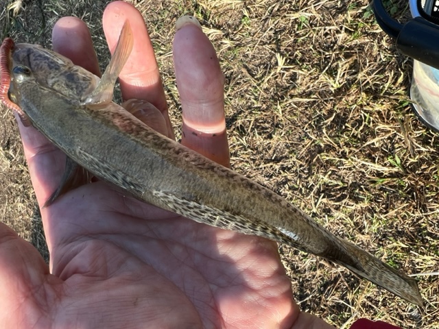 大阪のド真ん中アーバンフィッシング鯊