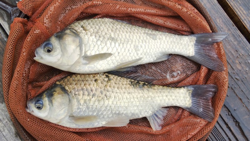 雨の管理釣り場~秋~