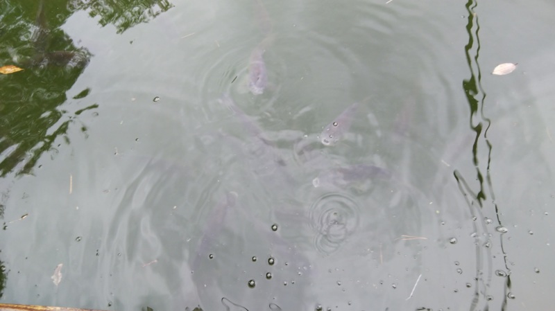 雨の管理釣り場~秋~