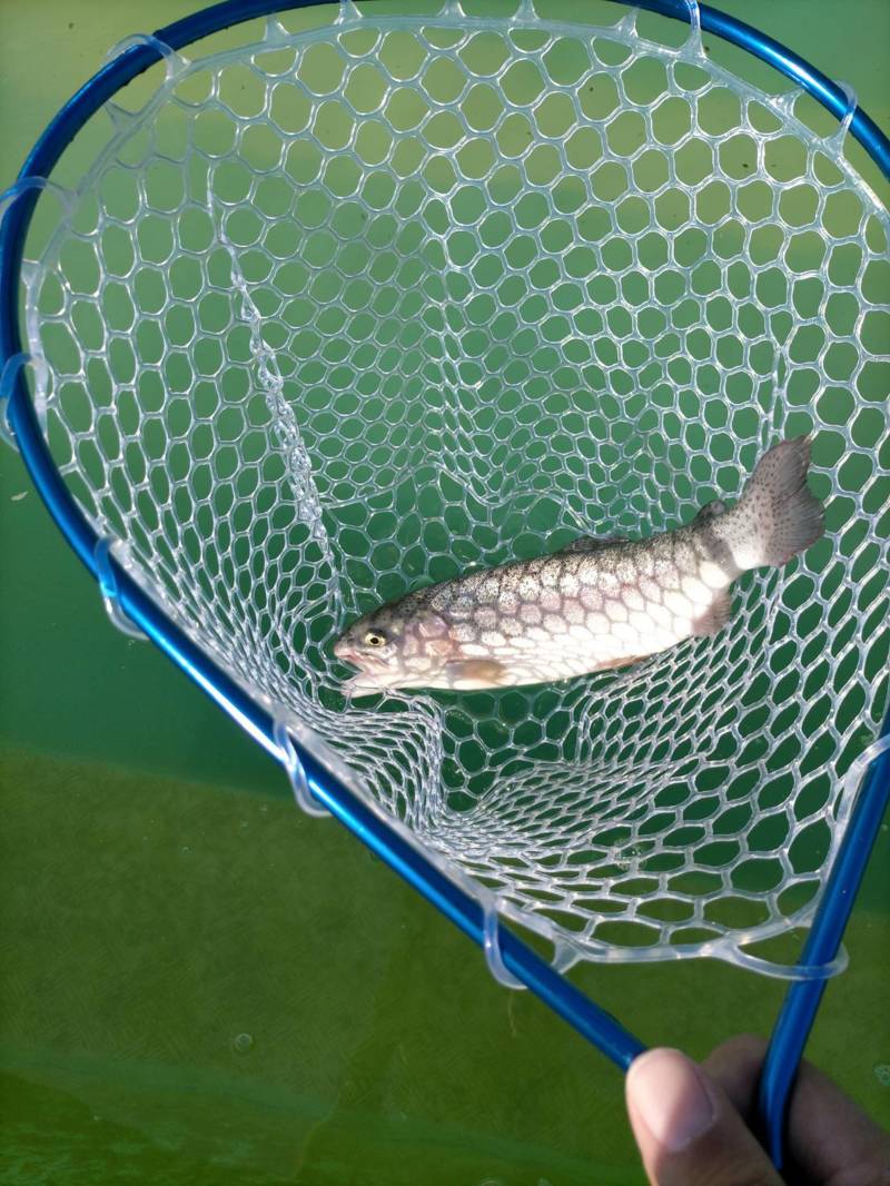 久宝寺緑地トラウト!!