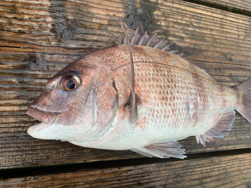 嵐の海上釣り堀!