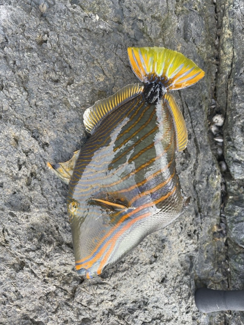 南西諸島遠征!!