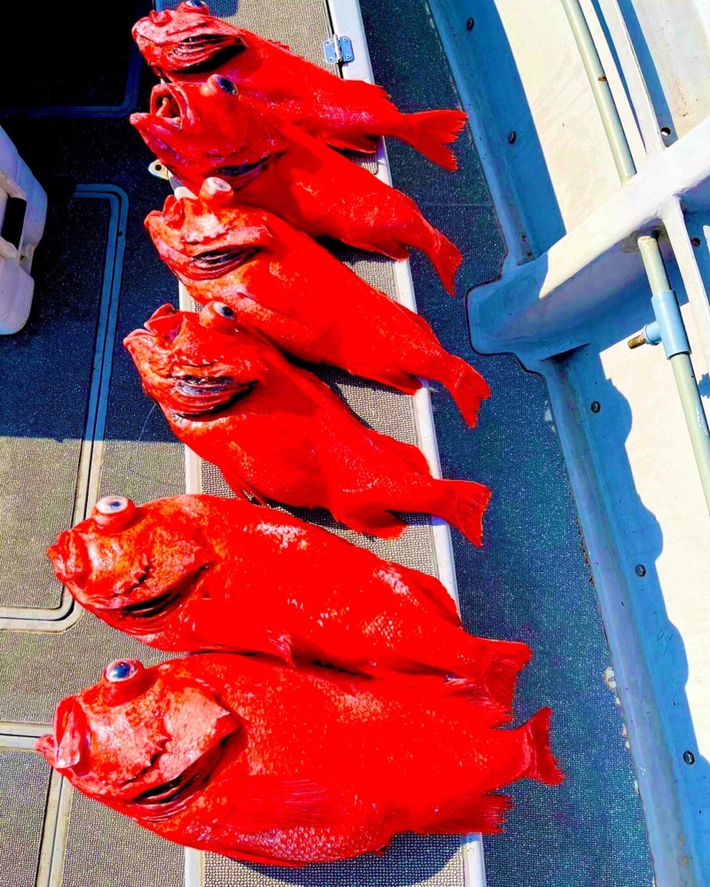 今が旬!!ベニアコウ釣行!!