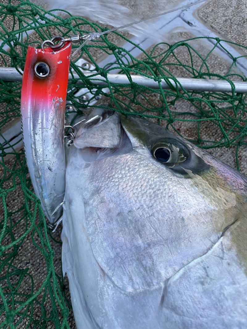 玄界灘ヒラマサキャスティング