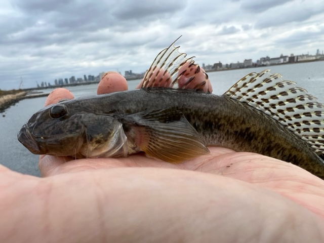 アーバンフィッシング淀川鯊Ⅱ