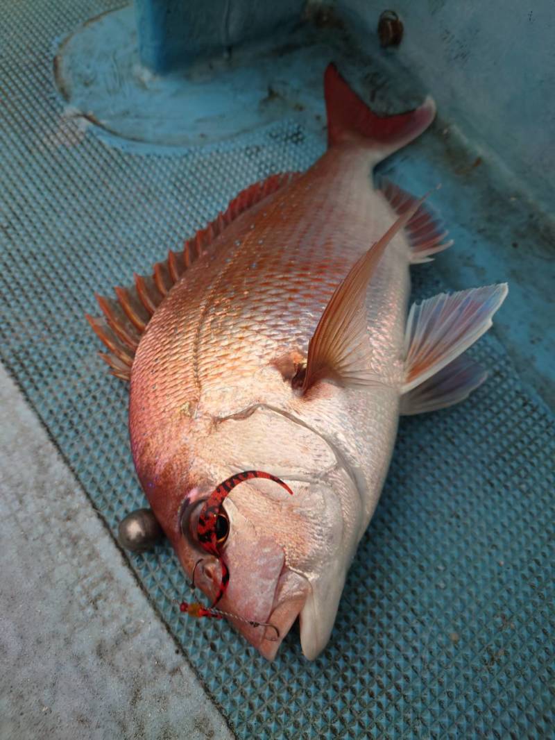 初冬の明石タイラバゲーム