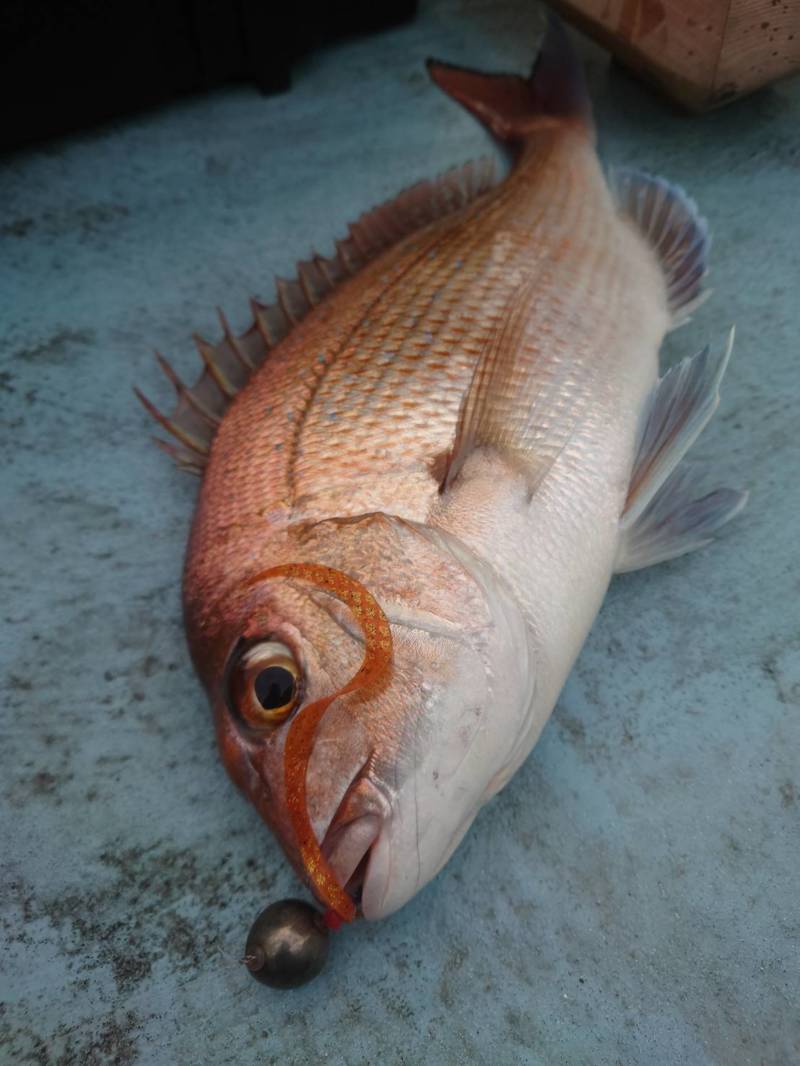 初冬の明石タイラバゲーム