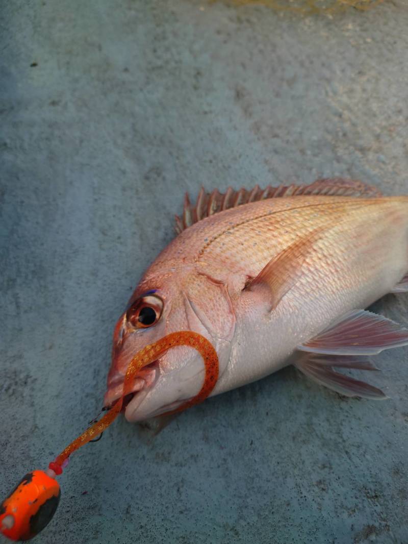 初冬の明石タイラバゲーム