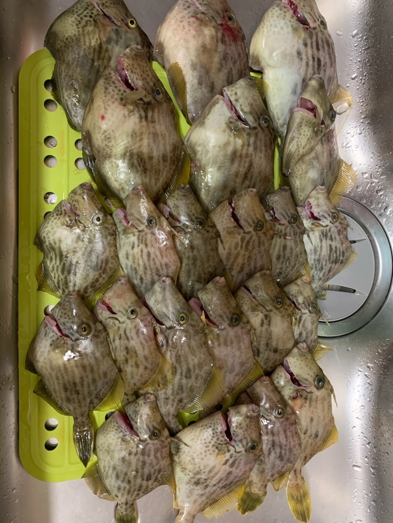 紀北でカワハギ初挑戦