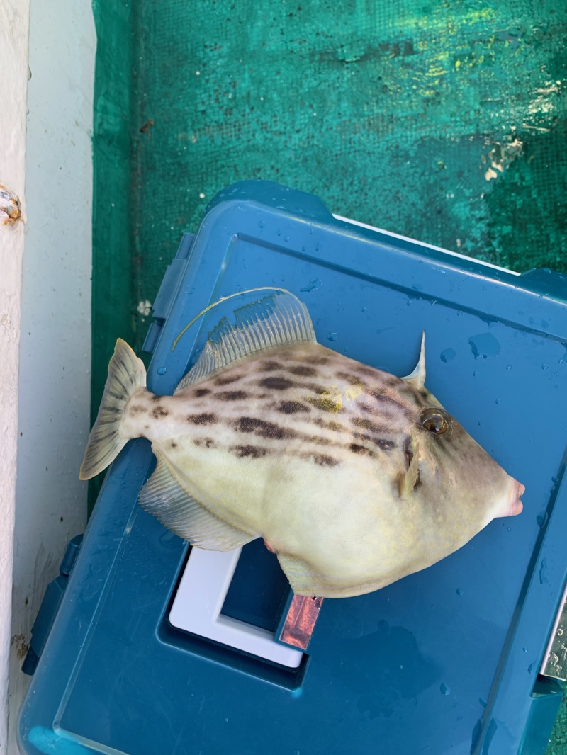 紀北でカワハギ初挑戦