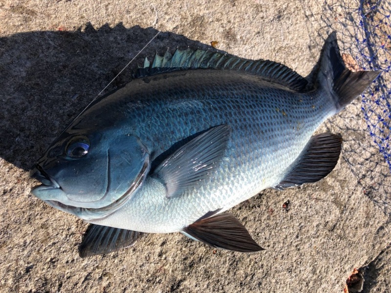 すさみの磯で新年初釣り!