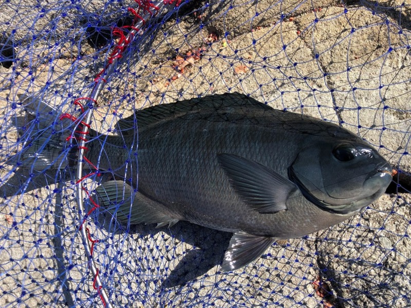 すさみの磯で新年初釣り!