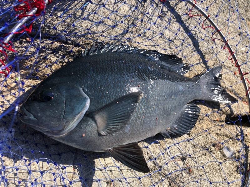 すさみの磯で新年初釣り!