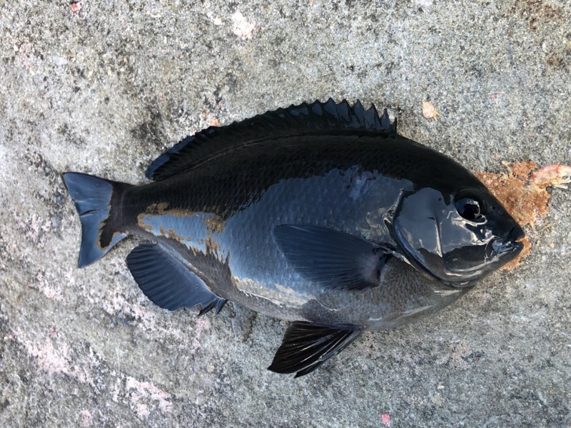 すさみの磯で新年初釣り!
