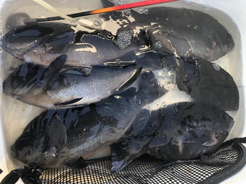 すさみの磯で新年初釣り!