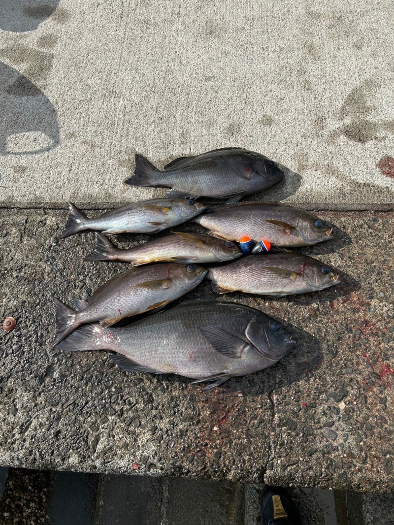 40年ぶり超寒波到来の愛媛県愛南町へ!