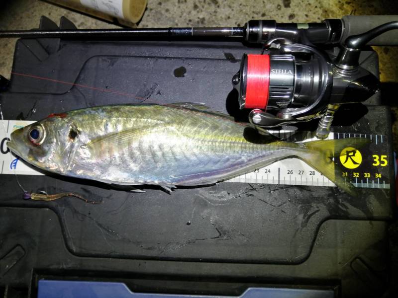 和歌山オカッパリのアジングでシラスパターンにてアジ釣果
