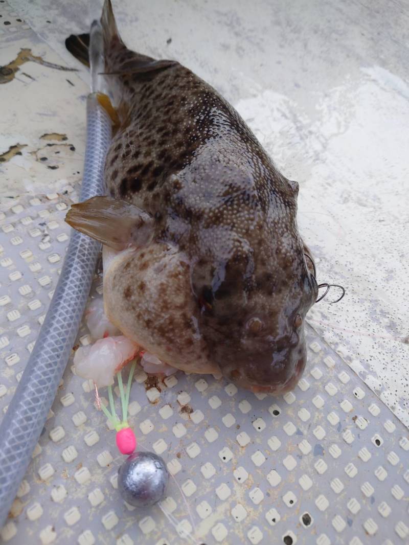 兵庫県垂水の船釣りでアカメフグ、アイナメ、カレイ、ヒラメ釣果