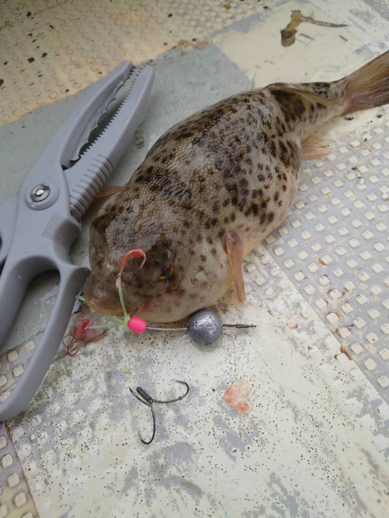 兵庫県垂水の船釣りでアカメフグ、アイナメ、カレイ、ヒラメ釣果