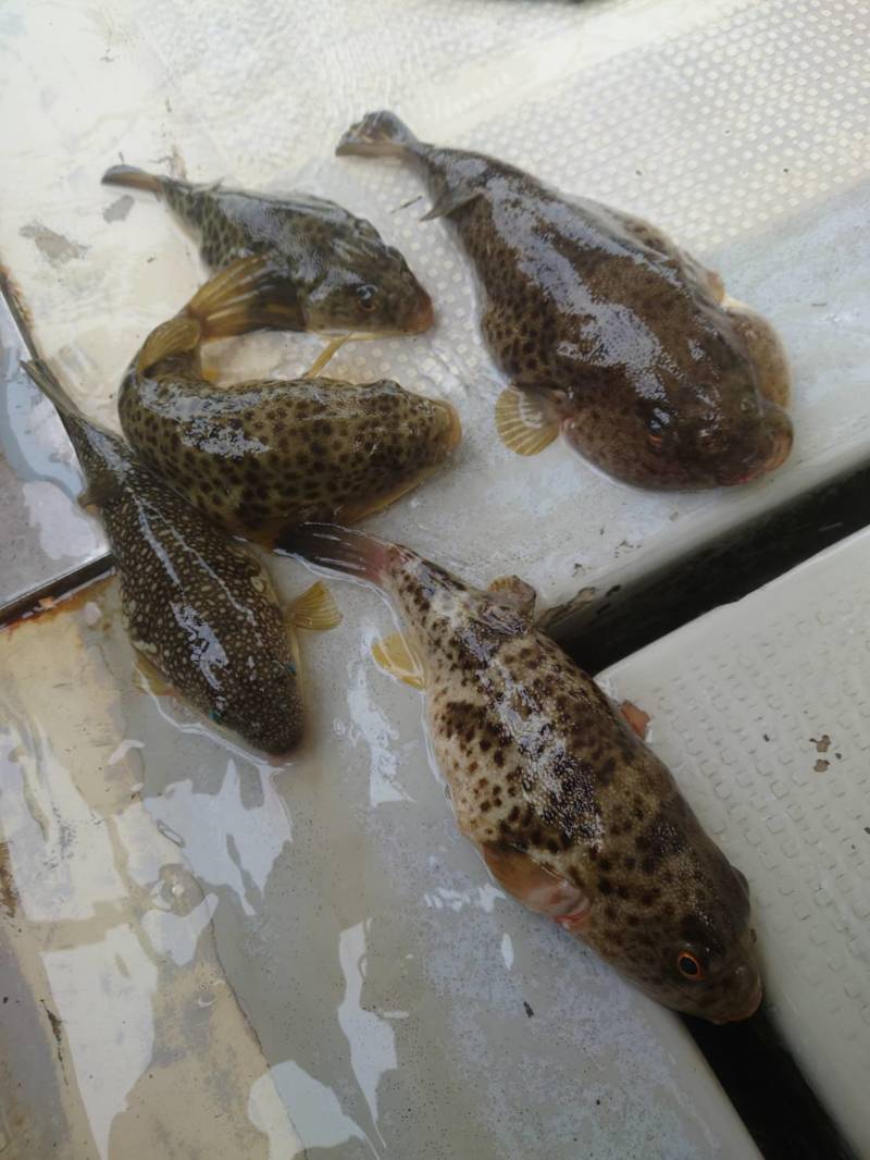 兵庫県垂水の船釣りでアカメフグ、アイナメ、カレイ、ヒラメ釣果