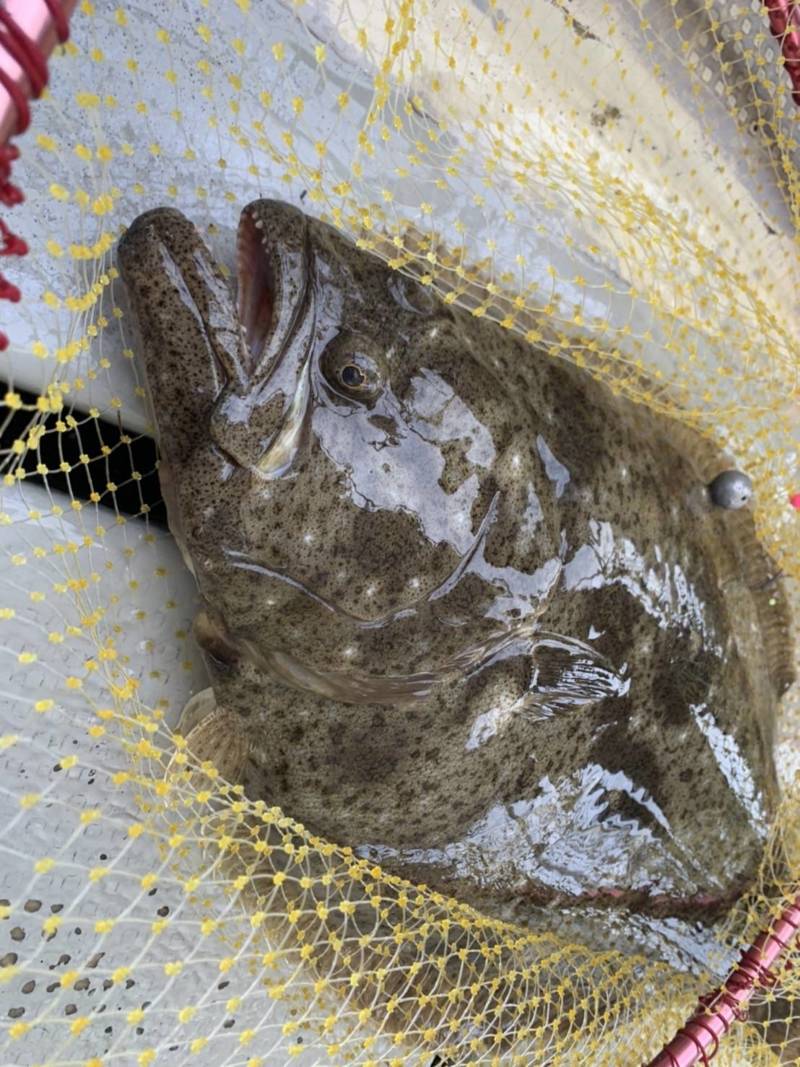 兵庫県垂水の船釣りでアカメフグ、アイナメ、カレイ、ヒラメ釣果