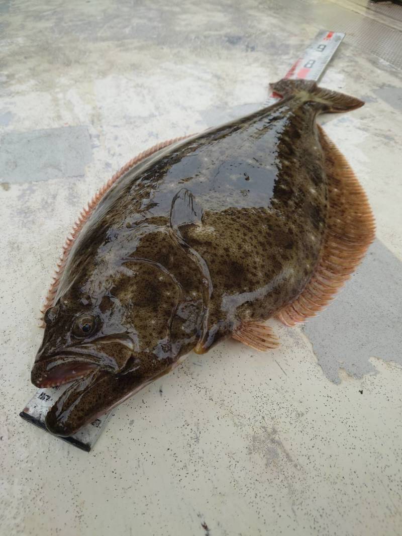 兵庫県垂水の船釣りでアカメフグ、アイナメ、カレイ、ヒラメ釣果