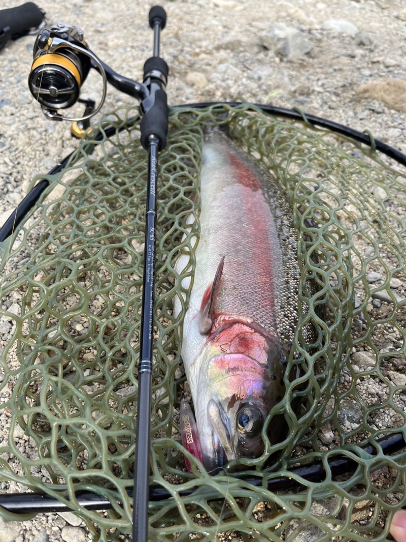 兵庫県猪名川町北田原マス釣り場のエリアトラウト釣果