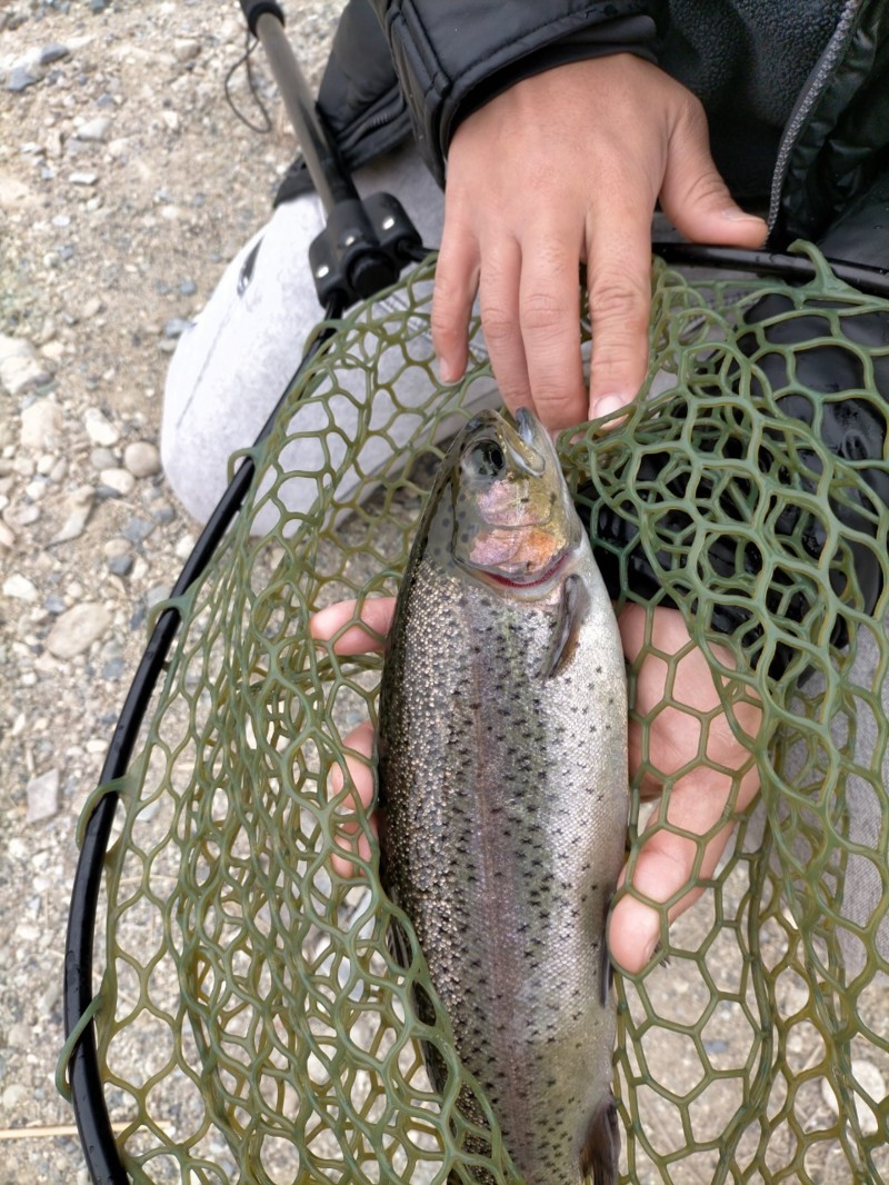 兵庫県猪名川町北田原マス釣り場のエリアトラウト釣果