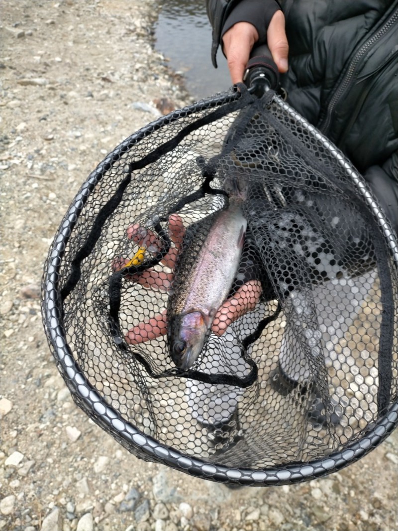 兵庫県猪名川町北田原マス釣り場のエリアトラウト釣果