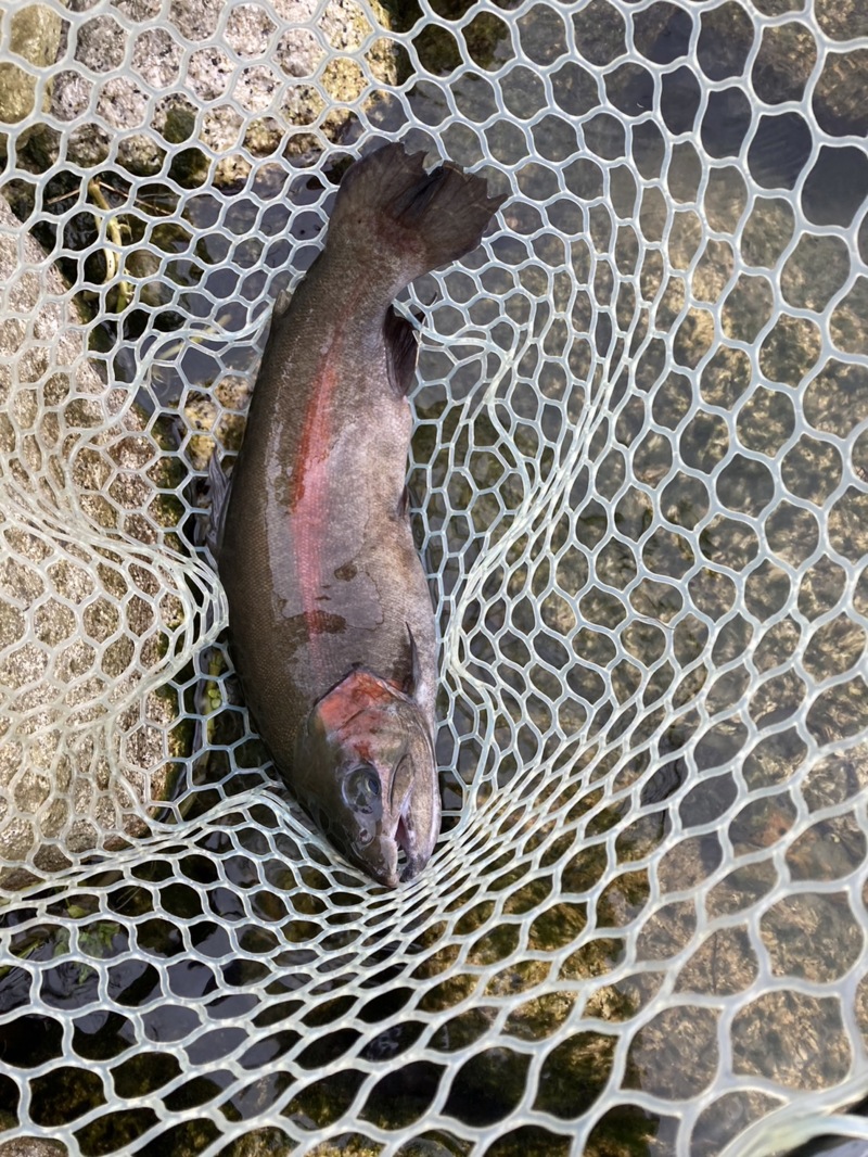 滋賀県高島の泉にてミノー等でニジマス・ロック・ブラウン釣果