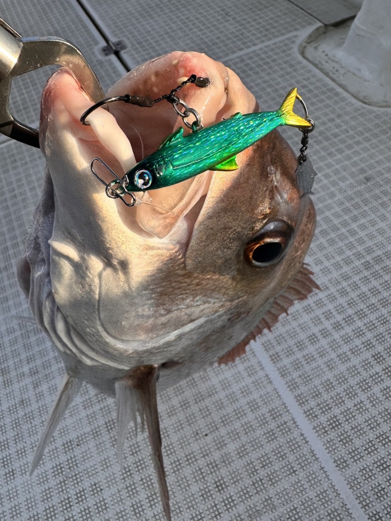 大阪府堺よりジギングで大阪湾シラスパターンの青物・鯛釣果