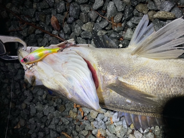 徳島県の河川をウェーディングでシーバス釣果