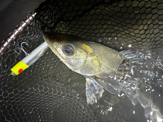 徳島県の河川をウェーディングでシーバス釣果