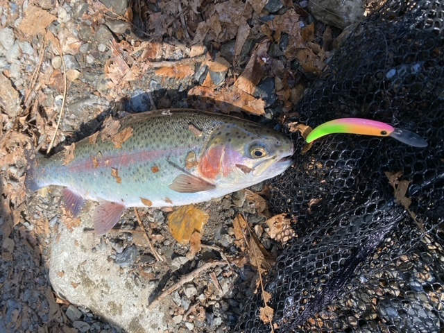 大阪府高槻市の芥川マス釣り場にてBBQとニジマス釣果