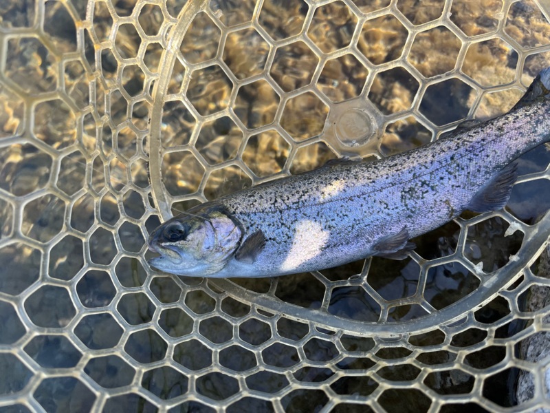 大阪府高槻市の芥川マス釣り場にてルアーでニジマス、アマゴ釣果
