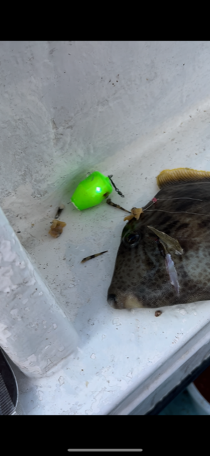 徳島県阿南の船釣りでカワハギ釣果