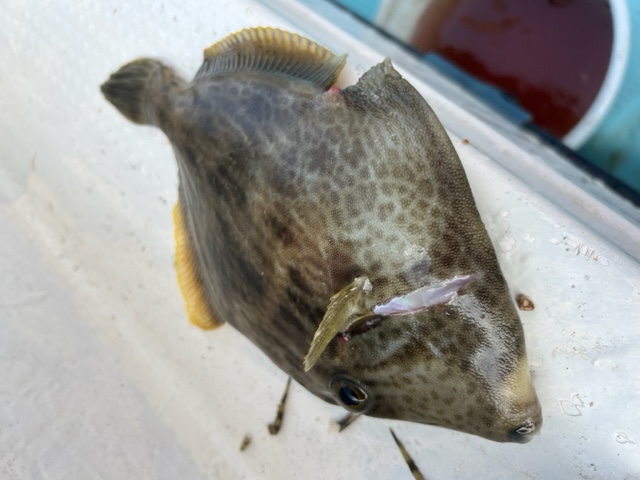 徳島県阿南の船釣りでカワハギ釣果