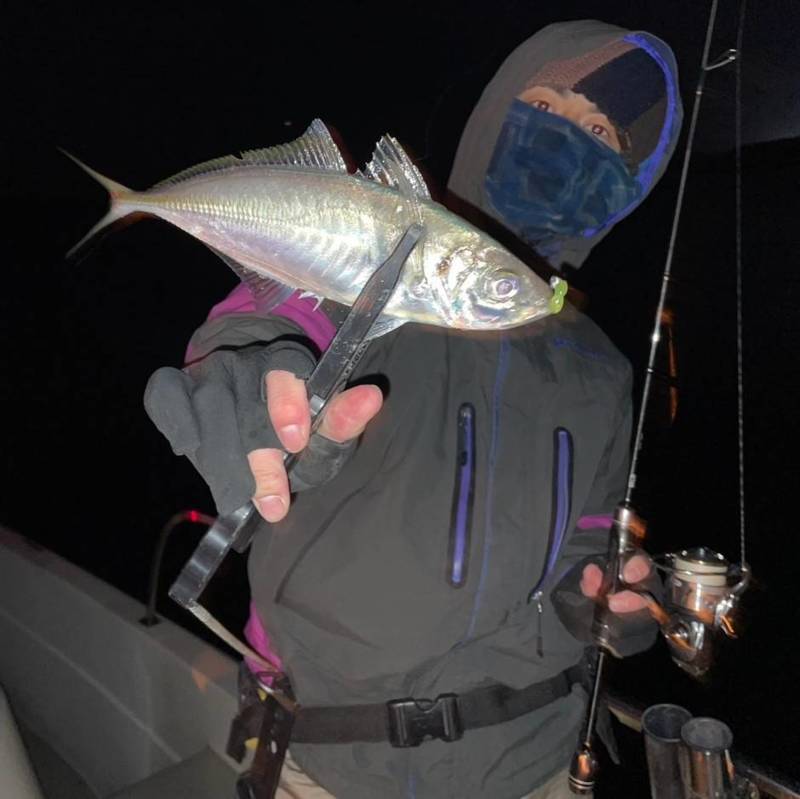 和歌山市にて極寒のボートアジングでマアジ釣果