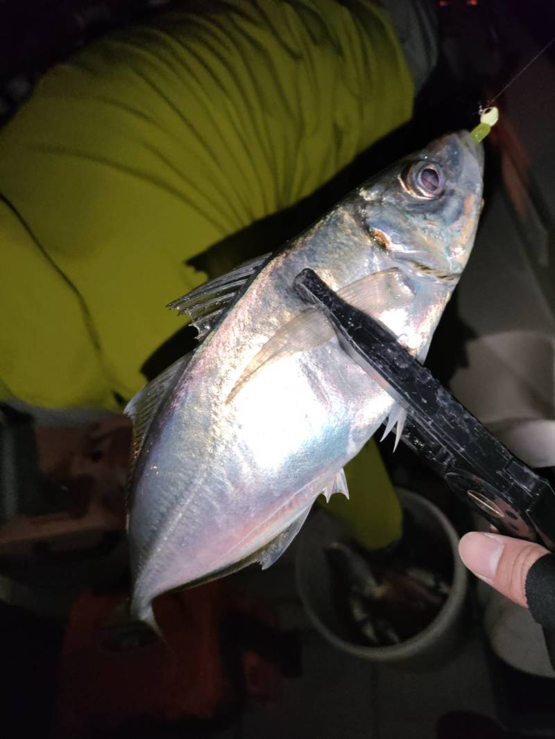 和歌山市にて極寒のボートアジングでマアジ釣果