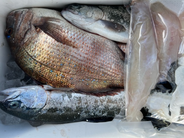 兵庫県南あわじの海上釣堀じゃのひれで鯛・サーモン釣果