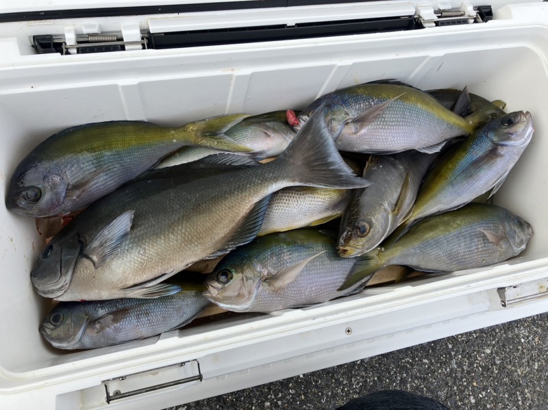 和歌山県すさみ町の船釣りにて天秤ズボでイサキ・ウメイロ釣果