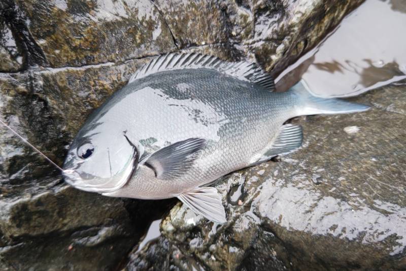 和歌山県串本町出雲崎のフカセ釣りでグレ釣果