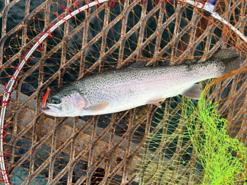 大阪府泉南の小島養魚場にてウキ釣りで絶品トラウトサーモン釣果