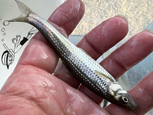 滋賀県近江八幡長命寺・大同川の浮き釣りでホンモロコ釣果